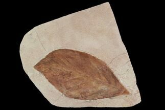 Fossil Leaf (Aesculus)- Montana #106243