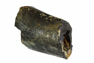Theropod (Raptor) Bone Fragment - Texas #105074