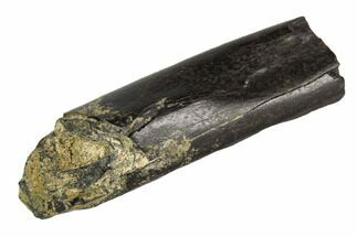 Raptor Limb Bone Section - Aguja Formation, Texas #105077