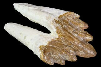 Basilosaur (Primitive Whale) Tooth - Dakhla, Morocco #106335