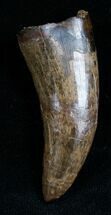 Huge Nanotyrannus Tooth - #7529