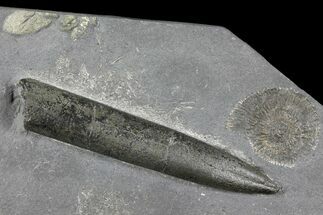 Ammonite (Dactylioceras) & Belemnite (Acrocoelites) - Germany #106354