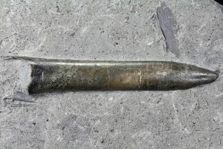 Fossil Belemnite (Acrocoelites) - Germany #106360