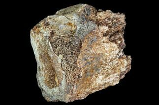 Fossil Hadrosaur Phalange (Toe) Fragment- Montana #106865