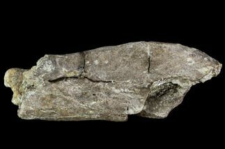 Fossil Synapsid Bone Fragment - Texas #106990