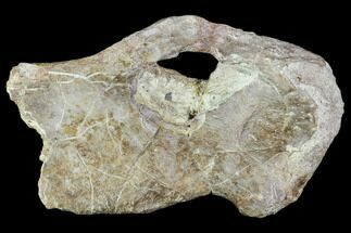 Fossil Synapsid Pelvic Bone Fragment - Texas #107006