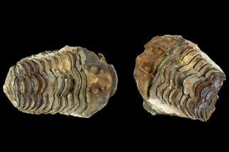 Fossil Calymene Trilobite Nodule - Morocco #106625