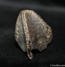 Large Unerupted Triceratops Tooth #1274