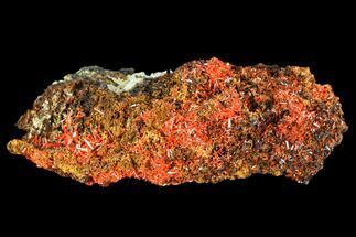 Bright Orange Crocoite Crystal Cluster with Cerussite - Tasmania #106823
