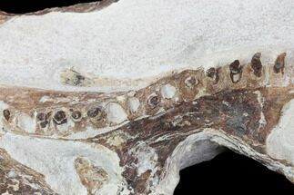 Fossil Mosasaur Skull Section - Goulmima, Morocco #107177