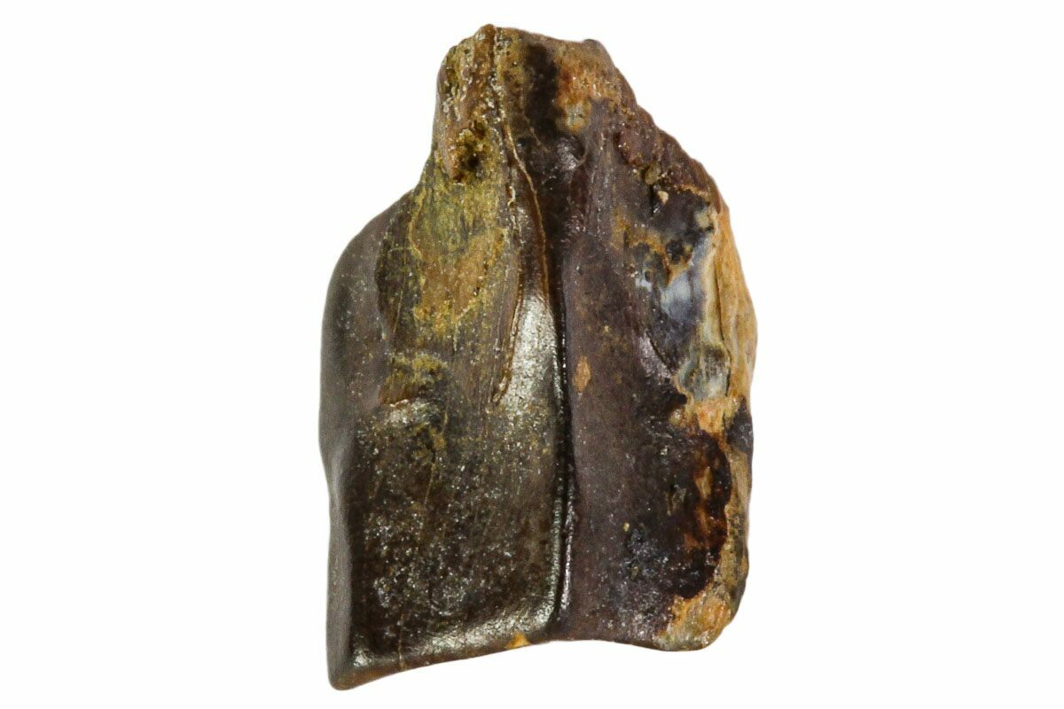 edmontosaurus teeth