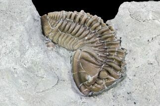 Flexicalymene senaria Trilobite - Ontario #107505