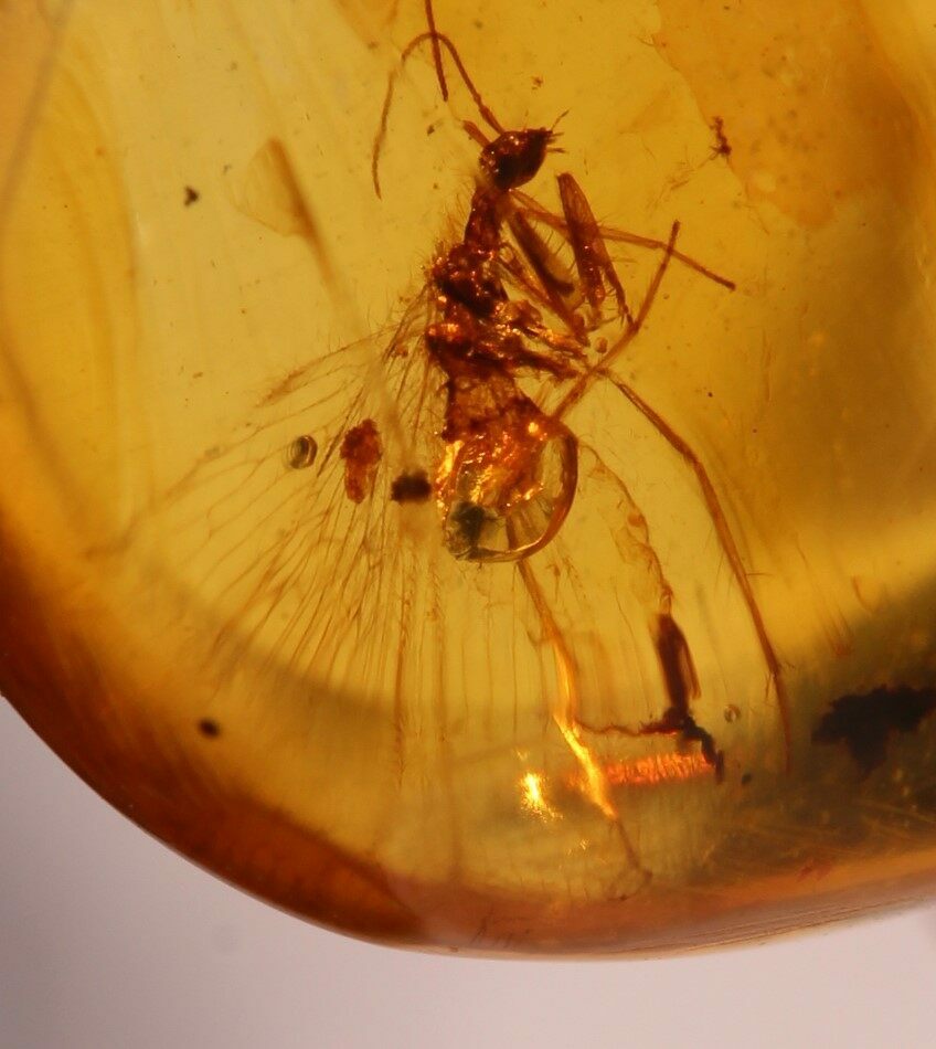 Fossil Mantis Fly (Mantispoidea) In Amber - Myanmar For Sale (#107552 ...