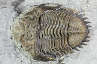 Greenops Trilobite - Hungry Hollow, Ontario #107545