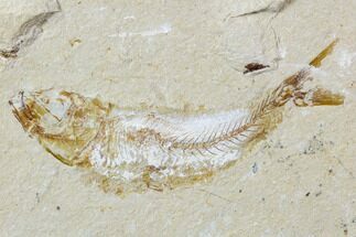 Cretaceous Fossil Fish - Lebanon #107560