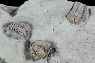 Flexicalymene Trilobites (Prone & Rolled) - Mt Orab, Ohio #106273
