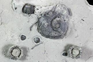Fossil Crinoid, Gastropod and Brachiopod Plate - Indiana #106280