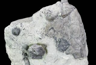Fossil Crinoid, Blastoid, And Brachiopod Plate - Indiana #106299