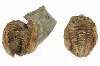 Lot: Fossil Calymene Trilobite Nodules - Pieces #106716