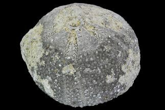 Fossil Sea Urchin (Eucosmus) - Morocco #107980