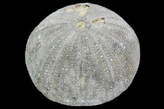 Fossil Sea Urchin (Eucosmus) - Morocco #107992