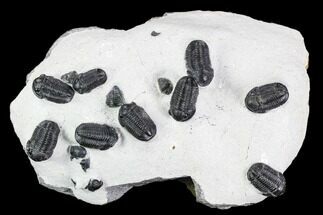 Cluster Nine Smooth Shelled Gerastos Trilobites - Mrakib, Morocco #108240