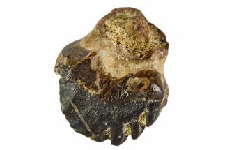 Fossil Ankylosaur Tooth - Montana #108139