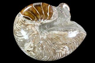 Huge, Polished Fossil Nautilus With Ammonite - Madagascar #108229