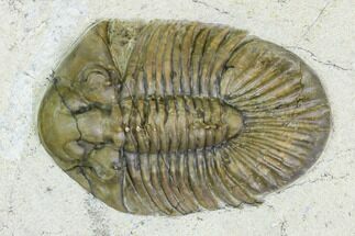 Spiny Scabriscutellum Trilobite - Rare Type #108752