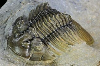 Spiny Scabriscutellum Lahceni Trilobite - Foum Zguid, Morocco #108798