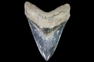 Fossil Megalodon Tooth - With Pyrite #108841
