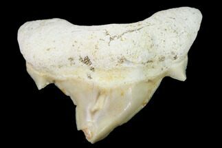 Pathological Shark (Otodus)Tooth - Morocco #108265