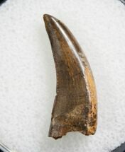 Nanotyrannus Tooth - Great Enamel #7774