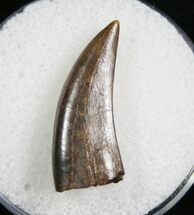 Nanotyrannus Tooth - Great Enamel #7773
