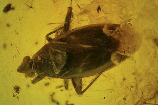 Fossil Truebug (Heteroptera) In Baltic Amber #109430