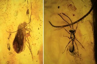 Fossil Ant (Formicidae) And Caddisfly (Trichoptera) In Baltic Amber #109460