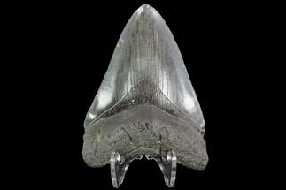 Fossil Megalodon Tooth - Georgia #109376