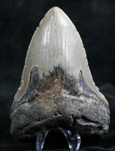Heavy Megalodon Shark Tooth #7499