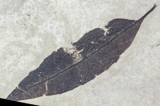 Fossil Leaf (Allophylus)- Green River Formation, Utah #110343