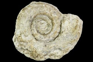 2.4" Fossil Ammonite (Hildoceras)- England - Fossil #110823