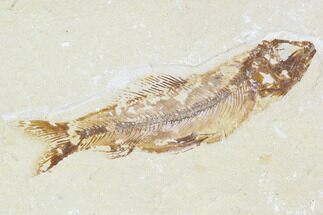 Detailed, Cretaceous Fossil Fish - Lebanon #110836