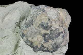 Fossil Crinoid (Eucalyptocrinus Calyx - Indiana #110784