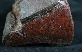 Polished Agatized Dinosaur Bone - Brilliant Red #7845