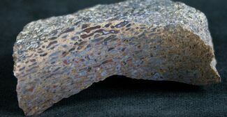 Polished Agatized Dinosaur Bone #7846