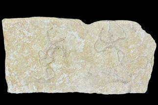 Three Jurassic Brittle Star (Ophiopetra) Fossil Plate - Solnhofen #111219