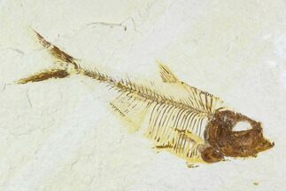Fossil Fish Plate (Diplomystus) - Wyoming #111267