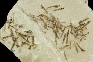 Dense, Fossil Cranefly (Tipulidae) Larva Cluster - Utah #111393