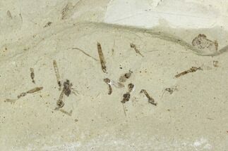 Fossil Insect Cluster (Flies, Beetle) - Green River Formation, Utah #111382
