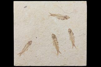 Four Fossil Fish (Knightia) Plate- Wyoming #111245