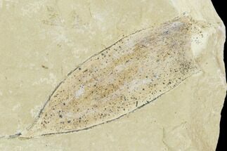 Fossil Divi Divi Tree Seed Pod- Green River Formation, Utah #111374